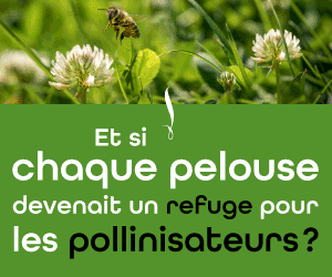 Et si chaque pelouse devenait un refuge pour les pollinisateurs?